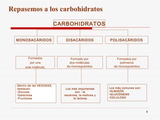 POLISACÁRIDOS MONOSACÁRIDOS DISACÁRIDOS Formados por una  sola molécula. Formados por  polímeros  de monosacáridos. Formado por  dos moléculas  de monosacáridos. CARBOHIDRATOS Dentro de las HEXOSAS,  destacan: Glucosa Galactosa Fructuosa  Los más importantes  son : la  sacarosa, la maltosa y  la lactosa. Los más comunes son: ALMIDÓN GLUCÓGENO CELULOSA Repasemos a los carbohidratos 