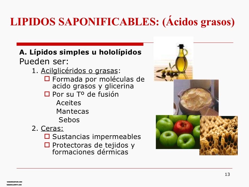 Biologia lipidos