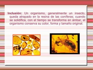Inclusión:  Un organismo, generalmente un insecto, queda atrapado en la resina de las coníferas; cuando se solidifica, con...