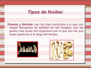 Tipos de fósiles: Huesos y dientes:  son los mas conocidos y lo que con mayor frecuencia se exhiben en los museos. son las...