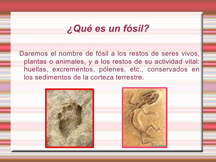 Los fósiles.