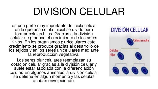 Division celular