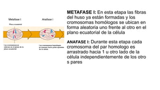 METAFASE l: En esta etapa las fibras
del huso ya están formadas y los
cromosomas homólogos se ubican en
forma aleatoria uno frente al otro en el
plano ecuatorial de la célula
ANAFASE l: Durante esta etapa cada
cromosoma del par homologo es
arrastrado hacia 1 u otro lado de la
célula independientemente de los otro
s pares
 