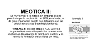 MEOTICA II:
Es muy similar a la mitosis sin embargo ella no
prescindía por la duplicación del ADN, este hecho es
de gran importancia puesto que determina que las
células resultantes Sean haploide.fases:
PROFASE II: en esta etapa el ADN vuelve a
empaquetarse reconstituyendo los cromosomas
duplicados. Desaparece la membrana nuclear y se
reinicia la formación de las fibras del huso.
 