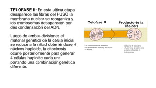TELOFASE II: En esta ultima etapa
desaparece las fibras del HUSO la
membrana nuclear se reorganiza y
los cromosomas desaparecen por
des condensación del ADN.
Luego de ambas divisiones el
material genético de la célula inicial
se reduce a la mitad obteniéndose 4
núcleos haploide, la citocinesis
ocurre posteriormente para generar
4 células haploide cada una
portando una combinación genética
diferente.
 