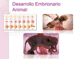 Desarrollo Embrionario
Animal:
 