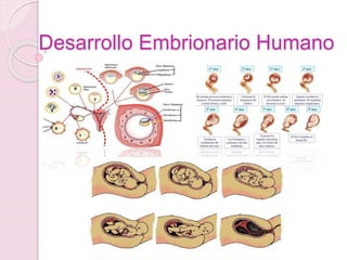 Desarrollo Embrionario Humano
 