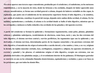 •En otros aparece una tercera capa o mesodermo, producida por el ectodermo y el endodermo, en los metazoos
triploblásticos, y en la mayoría de éstos, desde los briozoos a los cordados, después de haber aparecido unos
esbozos mesodérmicos, se forma una cavidad general o celoma, después de haberse escindido en dos capas, la
esplácnica, que junto con el endodermo de los metazoarios superiores forma el tubo digestivo, y la somática,
que, unida al ectodermo, constituye la pared del cuerpo, dejando entre ambas dicha cavidad, el celoma. En los
anélidos, equinodermos y cordados, el celoma es la cavidad donde se halla el tubo digestivo, mientras que en
los artrópodos y moluscos se halla reducido a las cavidades de las gónadas y del aparato excretor.
A partir del ectodermo se forman la epidermis y formaciones tegumentarias, como pelos, plumas, glándulas
sebáceas y glándulas sudoríparas, recubrimiento de aberturas, como boca, nariz y ano, los dos extremos del
tubo digestivo, el sistema nervioso central y nervios periféricos, los tegumentos (que son la epidermis y sus
derivados), el sistema nervioso, determinadas partes de los órganos sensoriales y las porciones extremas del
tubo digestivo; el mesodermo da origen al notocordio o cuerda dorsal y a los somites y éstos, a su vez, originan
la dermis, los tejidos muscular estriado, óseo, cartilaginoso, conjuntivo y adiposo, los aparatos circulatorio, el
excretor y gonadal y las pleuras; el endodermo origina el tubo digestivo, excepto sus extremos, con sus
glándulas derivadas o las glándulas anejas, y el revestimiento interior de los pulmones. El blastoporo gastrular
se convierte en ano en los celomados llamados deuteróstomos, equinodermos y cordados; y pasa a ser boca en
los próstomos, que son todos los demás filos.
 