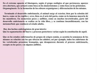 En el extremo opuesto al blastoporo, según el grupo zoológico al que pertenezca, aparece
otra abertura, que actuará como boca en los deuteróstomos y como boca en los próstomos.
Organogénesis: Es la formación de los esbozos organógenos y diferenciación de los mismos.
Terminado el desarrollo embrionario, el animal surge al exterior, bien por la eclosión del
huevo, como en los reptiles y aves, bien en el acto del parto, como en la inmensa mayoría de
los mamíferos. En numerosos peces y anfibios, como en muchos invertebrados, parte del
desarrollo embrionario se realiza en la vida libre, y se continua insensiblemente, con las
metamorfosis que conducen al estado adulto.
Hay dos hechos embriogénicos de gran interés:
Que la segmentación del huevo y procesos posteriores varían según la constitución de aquél.
Que en los estados embrionarios de grupos de origen común, se acentúa la semejanza de los
mismos en relación con los que ofrecen los adultos; así por ejemplo, todos los embriones de
los vertebrados presentan branquias, que desaparecen durante el proceso embrionario,
excepto en los peces y en algunos anfibios.
 