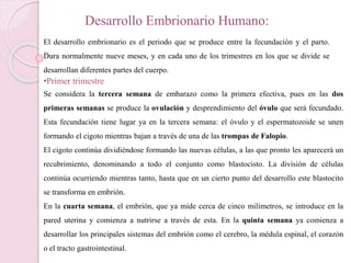 Desarrollo Embrionario Humano:
El desarrollo embrionario es el periodo que se produce entre la fecundación y el parto.
Dura normalmente nueve meses, y en cada uno de los trimestres en los que se divide se
desarrollan diferentes partes del cuerpo.
•Primer trimestre
Se considera la tercera semana de embarazo como la primera efectiva, pues en las dos
primeras semanas se produce la ovulación y desprendimiento del óvulo que será fecundado.
Esta fecundación tiene lugar ya en la tercera semana: el óvulo y el espermatozoide se unen
formando el cigoto mientras bajan a través de una de las trompas de Falopio.
El cigoto continúa dividiéndose formando las nuevas células, a las que pronto les aparecerá un
recubrimiento, denominando a todo el conjunto como blastocisto. La división de células
continúa ocurriendo mientras tanto, hasta que en un cierto punto del desarrollo este blastocito
se transforma en embrión.
En la cuarta semana, el embrión, que ya mide cerca de cinco milímetros, se introduce en la
pared uterina y comienza a nutrirse a través de esta. En la quinta semana ya comienza a
desarrollar los principales sistemas del embrión como el cerebro, la médula espinal, el corazón
o el tracto gastrointestinal.
 