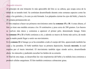 •Segundo trimestre
Al principio de este trimestre lo más apreciable del feto es su cabeza, que ocupa cerca de la
mitad de su tamaño total. Se continúan desarrollando durante estas semanas aspectos como las
uñas o los genitales, y la cara ya está formada. Los párpados cierran los ojos del bebé, y hasta la
28 semana permanecerán así.
El feto empieza a hacer sus primeros movimientos entre las semanas 15 y 18. A estas alturas, el
feto ya tiene una medida cercana a los 18 centímetros y pesa cerca de 200 gramos. Los huesos
se vuelven más duros y comienza a aparecer el primer pelo, denominado lanugo. Entre
las semanas 19 y 21 el bebé comienza a oír, y además se mueve de forma más activa, de modo
que la madre puede llegar a sentir sus movimientos.
En la semana 22 el lanugo ya se ha extendido a todo el cuerpo del feto, apareciendo también las
cejas y las pestañas. El bebé también hace su primera deposición, llamada meconio, la cual
expulsa por el tracto intestinal. El movimiento también sigue siendo activo, desarrollando
ahora los músculos y pudiendo escuchar los latidos de su corazón.
Al final de esta etapa, se desarrollan las vías respiratorias del bebé y la médula ósea comienza a
producir células sanguíneas. El feto también comienza a almacenar grasa.
 