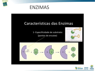 ENZIMAS
 