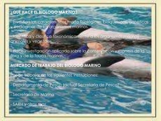 ¿QUE HACE EL BIOLOGO MARINO? - Investiga las características morfo fisiológicas, bioquímicas, genéticas y ecológicas de los organismos marinos.- Identifica y clasifica taxonómicamente a los organismos marinos animales y vegetales.- Hace investigación aplicada sobre la conservación y manejo de la flora y de la fauna marinas.MERCADO DE TRABAJO DEL BIOLOGO MARINO Puede trabajar en las siguientes instituciones:- Departamento de Pesca (actual Secretaría de Pesca)- Secretaría de Marina- SARH y otros mas.