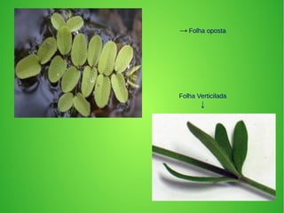 → Folha oposta
Folha Verticilada
↓
 