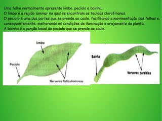 Uma folha normalmente apresenta limbo, pecíolo e bainha.
O limbo é a região laminar na qual se encontram os tecidos clorofilianos.
O pecíolo é uma das partes que se prende ao caule, facilitando a movimentação das folhas e,
consequentemente, melhorando as condições de iluminação e arejamento da planta.
A bainha é a porção basal do pecíolo que se prende ao caule.
 