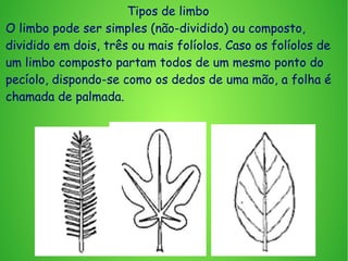 Tipos de limbo
O limbo pode ser simples (não-dividido) ou composto,
dividido em dois, três ou mais folíolos. Caso os folíolos de
um limbo composto partam todos de um mesmo ponto do
pecíolo, dispondo-se como os dedos de uma mão, a folha é
chamada de palmada.
 