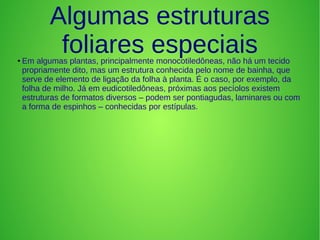 Algumas estruturas
foliares especiais●
Em algumas plantas, principalmente monocotiledôneas, não há um tecido
propriamente dito, mas um estrutura conhecida pelo nome de bainha, que
serve de elemento de ligação da folha à planta. É o caso, por exemplo, da
folha de milho. Já em eudicotiledôneas, próximas aos pecíolos existem
estruturas de formatos diversos – podem ser pontiagudas, laminares ou com
a forma de espinhos – conhecidas por estípulas.
 