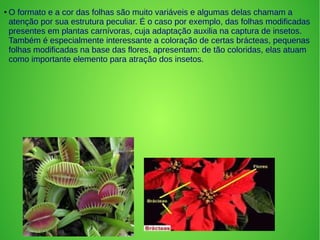 ● O formato e a cor das folhas são muito variáveis e algumas delas chamam a
atenção por sua estrutura peculiar. É o caso por exemplo, das folhas modificadas
presentes em plantas carnívoras, cuja adaptação auxilia na captura de insetos.
Também é especialmente interessante a coloração de certas brácteas, pequenas
folhas modificadas na base das flores, apresentam: de tão coloridas, elas atuam
como importante elemento para atração dos insetos.
 