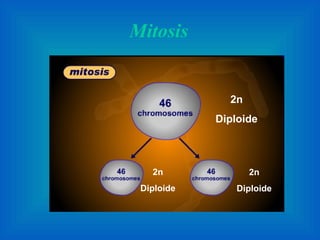 Mitosis  2n Diploide 2n Diploide 2n Diploide 