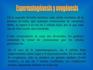 Espermatogénesis y ovogénesis En la segunda división meiótica cada célula resultante de la primera división, que contiene cromosomas de estructura doble, se separa a su vez en 2 células hijas, por lo que cada una de ellas recibe una cromátida.  Como consecuencia de estas dos divisiones, los gametos contienen la mitad de cromosomas que las células germinativas. En el caso de la espermatogénesis, las 4 células hijas (espermátidas) darán lugar a 4 espermatozoides. En el caso de la ovogénesis, sólo se produce un gameto maduro (óvulo maduro), ya que las 3 células resultantes, los corpúsculos polares, degeneran durante su evolución. 