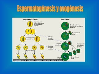 Espermatogénesis y ovogénesis 