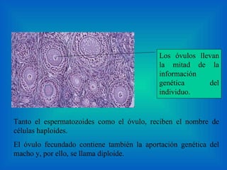 Tanto el espermatozoides como el óvulo , reciben el nombre de células haploides.  El óvulo fecundado contiene también la aportación genética del macho y, por ello, se llama diploide. L os óvulos llevan la mitad de la información genética del individuo . 