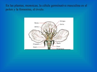 En las plantas, monoicas, la célula germinativa masculina es el polen y la femenina, el óvulo. 