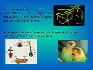 La reproducción asexual es característico: de organismos unicelulares, algas, hongos, algunas plantas y animales inferiores. La reproducción sexual se presenta en la mayoría de seres vivos incluyendo plantas, animales y hombre.  