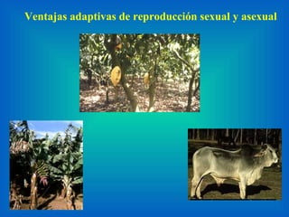 Ventajas adaptivas de reproducción sexual y asexual 