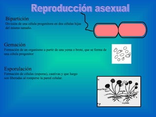 Bipartición División de una célula progenitora en dos células hijas del mismo tamaño. Gemación Formación de un organismo a partir de una yema o brote, que se forma de una célula progenitor  Esporulación Formación de células (esporas), cautivas y que luego son liberadas al romperse la pared celular.  Reproducción asexual  