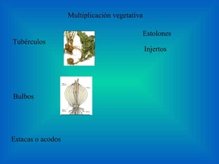 Multiplicación vegetativa  Tubérculos  Estolones Bulbos Estacas o acodos  Injertos 