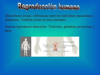 Reproducción humana Dimorfismo sexual.- diferencias entre los individuos masculinos y femeninos. También existe en otros animales.  Sistema reproductor masculino: Testículos, glándulas accesorias, y pene.  
