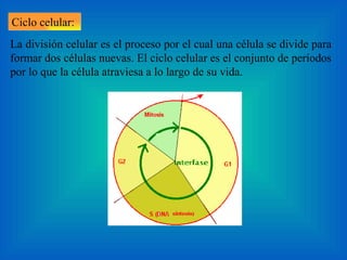 La división celular es el proceso por el cual una célula se divide para formar dos células nuevas. El ciclo celular es el conjunto de períodos por lo que la célula atraviesa a lo largo de su vida.  Ciclo celular:  