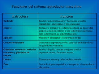 Funciones del sistema reproductor masculino Estructura Función  Testículo Producir espermatozoides y hormonas sexuales masculinas ( andrógenos y testosteronas). Escroto Proteger y contener a los testículos fuera de la cavidad corporal, manteniéndolos a una temperatura adecuada para la formación de espermatozoides. Epídimo Madurar y almacenar los espermatozoides Conducto deferente Transportar espermatozoides, desde el epidídimo hacia las glándulas accesorias. Glándulas accesorias, vesículas seminales y glándulas de cowper Producir líquido seminal que junto con los espermatozoides, forman el semen. Uretra Transportar semen y orina hacia el exterior Pene Servir de órgano copulador y transportar el semen hacia el exterior. 