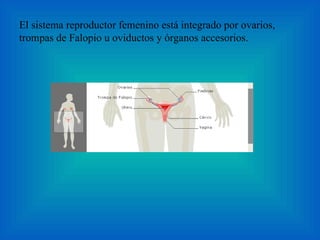El sistema reproductor femenino está integrado por ovarios, trompas de Falopio u oviductos y órganos accesorios. 