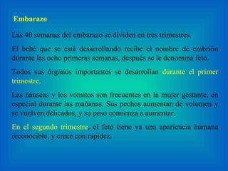 Las 40 semanas del embarazo se dividen en tres trimestres.  El bebé que se está desarrollando recibe el nombre de embrión durante las ocho primeras semanas, después se le denomina feto.  Todos sus órganos importantes se desarrollan  durante el primer trimestre.  Las náuseas y los vómitos son frecuentes en la mujer gestante, en especial durante las mañanas. Sus pechos aumentan de volumen y se vuelven delicados, y su peso comienza a aumentar.  En el segundo trimestre , el feto tiene ya una apariencia humana reconocible, y crece con rapidez.  Embarazo 