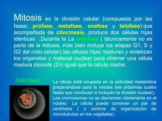 Mitosis  es la división celular (compuesta por las fases:  profase ,  metafase ,  anafase  y  telofase ) que acompañada de  citocinesis , produce dos células hijas idénticas  .Durante la La  interfase  ( técnicamente no es parte de la mitosis, más bien incluye los etapas G1, S y G2 del ciclo celular) las células hijas maduran y sintetizan los organelos y material nuclear para obtener una célula madura diploide (2n) igual que la célula madre.    La célula está ocupada en la actividad metabólica preparándose para la mitosis (las próximas cuatro fases que conducen e incluyen la división nuclear).  Los cromosomas no se disciernen claramente en el núcleo.  La célula puede contener un par de centriolos ( o centros de organización de microtubulos en los vegetales). Interfase 