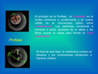 Al principio de la Profase , la  cromatina   en el núcleo comienza a condensarse y se vuelve visible en el microscopio óptico como  cromosomas .  Los centríolos comienzan a moverse a polos opuestos de la célula y las fibras cruzan la célula para formar el  huso acromático . Al final de esta fase, la membrana nuclear se disuelve y los cromosomas comienzan a hacerse visibles .  Profase 