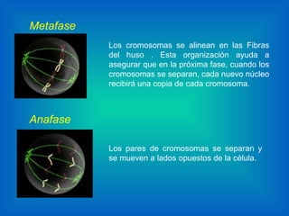 Los cromosomas se alinean en las Fibras del huso . Esta organización ayuda a asegurar que en la próxima fase, cuando los cromosomas se separan, cada nuevo núcleo recibirá una copia de cada cromosoma. Los pares de cromosomas se separan y se mueven a lados opuestos de la célula.   Metafase Anafase 
