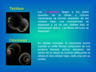 | Las   cromátidas  llegan a los polos opuestos de la célula, y nuevas membranas se forman alrededor de los núcleos hijos. Los cromosomas se dispersan y ya no son visibles bajo el microscopio óptico.  Las fibras del huso se dispersan. En células animales, la citocinesis ocurre cuando un anillo fibroso compuesto de una proteína llamada actina, alrededor del centro de la célula se contrae pellizcando la célula en dos células hijas, cada una con su núcleo.  Citocinesis Telofase 