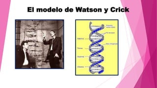 El modelo de Watson y Crick

 