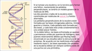 Si se tomase una escalera y se la torciera para formar
una hélice, manteniendo los peldaños
perpendiculares, se tendría un modelo grosero de la
molécula de DNA.
Los dos parantes o lados de la escalera están
constituidos por moléculas de azúcar § y fosfato
alternadas.
Los peldaños perpendiculares de la escalera están
formados por las bases nitrogenadas adenina, timina,
guanina y citosina. Cada peldaño está formado por
dos bases, y cada base está unida covalentemente a
una unidad azúcar-fosfato.
En la doble hélice, las bases enfrentadas se aparean
y permanecen unidas por puentes de hidrógeno, esos
puentes relativamente débiles que Pauling había
encontrado en sus estudios sobre la estructura de las
proteínas. De acuerdo con las mediciones efectuadas
mediante rayos X, las bases apareadas (los peldaños
de la escalera) debían ser siempre combinaciones de
una purina con una pirimidina.
 