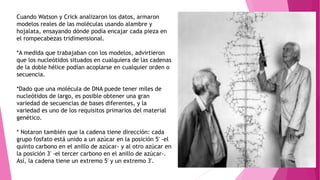 Cuando Watson y Crick analizaron los datos, armaron
modelos reales de las moléculas usando alambre y
hojalata, ensayando dónde podía encajar cada pieza en
el rompecabezas tridimensional.
*A medida que trabajaban con los modelos, advirtieron
que los nucleótidos situados en cualquiera de las cadenas
de la doble hélice podían acoplarse en cualquier orden o
secuencia.
*Dado que una molécula de DNA puede tener miles de
nucleótidos de largo, es posible obtener una gran
variedad de secuencias de bases diferentes, y la
variedad es uno de los requisitos primarios del material
genético.
* Notaron también que la cadena tiene dirección: cada
grupo fosfato está unido a un azúcar en la posición 5' -el
quinto carbono en el anillo de azúcar- y al otro azúcar en
la posición 3' -el tercer carbono en el anillo de azúcar-.
Así, la cadena tiene un extremo 5' y un extremo 3'.
 