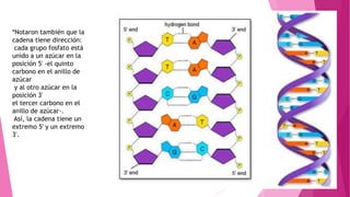 *Notaron también que la
cadena tiene dirección:
cada grupo fosfato está
unido a un azúcar en la
posición 5' -el quinto
carbono en el anillo de
azúcar
y al otro azúcar en la
posición 3'
el tercer carbono en el
anillo de azúcar-.
Así, la cadena tiene un
extremo 5' y un extremo
3'.
 