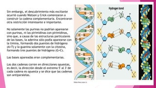 Sin embargo, el descubrimiento más excitante
ocurrió cuando Watson y Crick comenzaron a
construir la cadena complementaria. Encontraron
otra restricción interesante e importante.
No solamente las purinas no podrían aparearse
con purinas, ni las pirimidinas con pirimidinas,
sino que, a causa de las estructuras particulares
de las bases, la adenina sólo podía aparearse con
la timina, formando dos puentes de hidrógeno
(A=T) y la guanina solamente con la citosina,
formando tres puentes de hidrógeno (G=C).
Las bases apareadas eran complementarias.
Las dos cadenas corren en direcciones opuestas,
es decir, la dirección desde el extremo 5' al 3' de
cada cadena es opuesta y se dice que las cadenas
son antiparalelas.
 