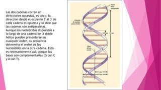 Las dos cadenas corren en
direcciones opuestas, es decir, la
dirección desde el extremo 5' al 3' de
cada cadena es opuesta y se dice que
las cadenas son antiparalelas.
Aunque los nucleótidos dispuestos a
lo largo de una cadena de la doble
hélice pueden presentarse en
cualquier orden, su secuencia
determina el orden de los
nucleótidos en la otra cadena. Esto
es necesariamente así, porque las
bases son complementarias (G con C
y A con T).
 