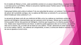 En el modelo de Watson y Crick, cada nucleótido consiste en un azúcar desoxirribosa, un grupo fosfato
y una base púrica o pirimídica. Nótese la secuencia repetida azúcar-fosfato-azúcar-fosfato que forma el
esqueleto de la molécula.
Cada grupo fosfato está unido al carbono 5' de una subunidad de azúcar y al carbono 3' de la subunidad
de azúcar del nucleótido contiguo. Así, la cadena de DNA tiene un extremo 5' y un extremo 3'
determinados por estos carbonos 5' y 3'.
La secuencia de bases varía de una molécula de DNA a otra.Las cadenas se mantienen unidas por
puentes de hidrógeno (representados aquí por guiones) entre las bases. Nótese que la adenina y la
timina pueden formar dos puentes de hidrógeno, mientras que la guanina y la citosina pueden formar
tres. Dados estos requerimientos de enlace, la adenina puede aparearse sólo con la timina y la guanina
sólo con la citosina. Así, el orden de las bases en una cadena -TTCAG- determina el orden de las bases
en la otra cadena -AAGTC. Las cadenas son antiparalelas, es decir, la dirección desde el extremo 5' a 3'
de una es opuesta a la de la otra.
 