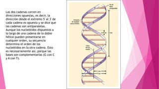 Modelos de Watson y Crick - ADN