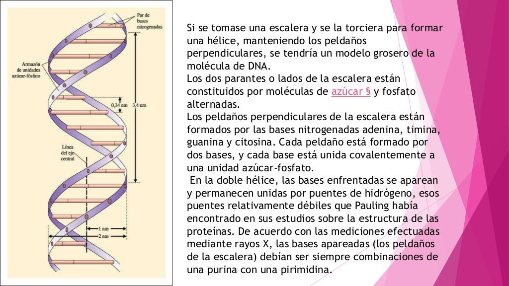 Modelos de Watson y Crick - ADN