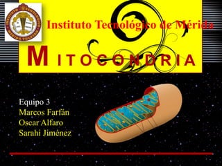 Instituto Tecnológico de Mérida 
M I T O C O N D R I A 
Equipo 3 
Marcos Farfán 
Oscar Alfaro 
Sarahi Jiménez 
 